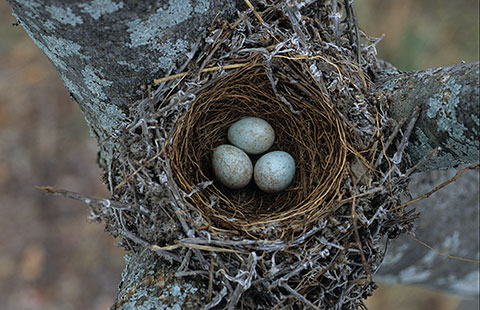 Kurrichane Thrush nest